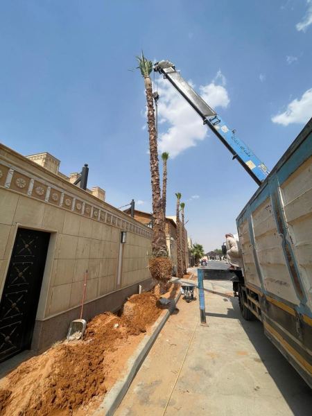 مورد نخيل معتمد بالرياض – نخيل صحي ومضمون من مؤسسة نخيل السعودية